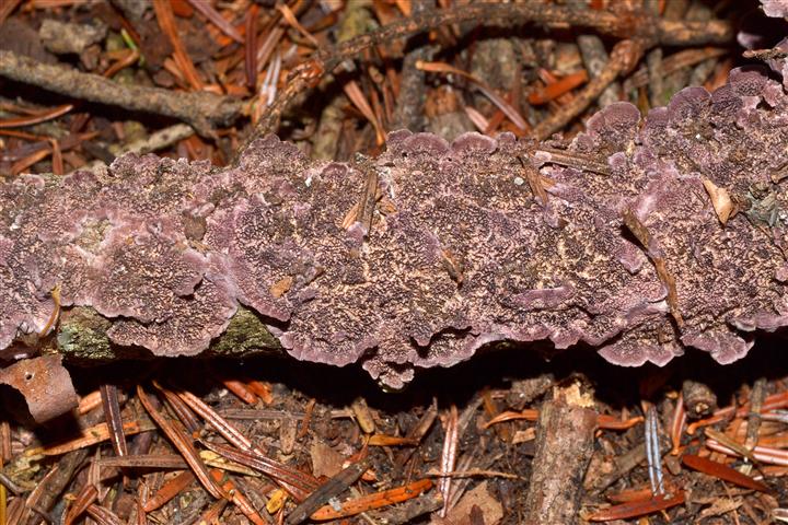 Trichaptum abietinum? (Trichaptum abietinum)